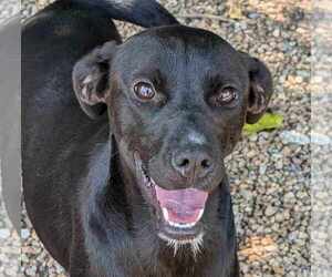 Feist Terrier-Labrador Retriever Mix Dogs for adoption in Anniston, AL, USA