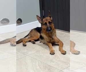 Mutt Dogs for adoption in Plantation, FL, USA