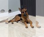Lily 3175 - Female German Shepherd Dog Dog for Adoption - Small photo