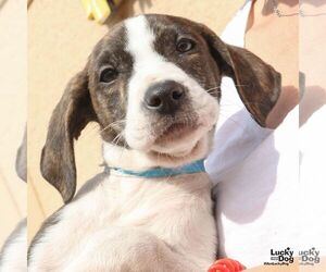 Mutt Dogs for adoption in Washington, DC, USA