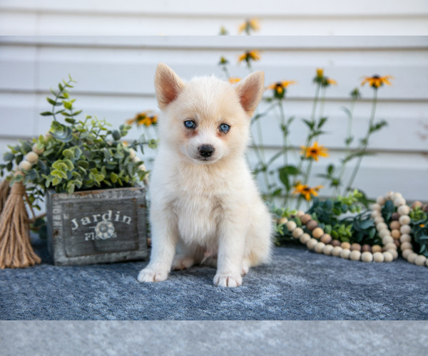 Medium Photo #2 Pomsky Puppy For Sale in ELIZABETHTOWN, PA, USA