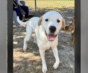 Golden Pyrenees Dogs for adoption in Conroe, TX, USA