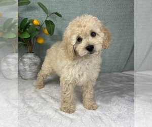 Cavapoo Puppy for sale in FRANKLIN, IN, USA