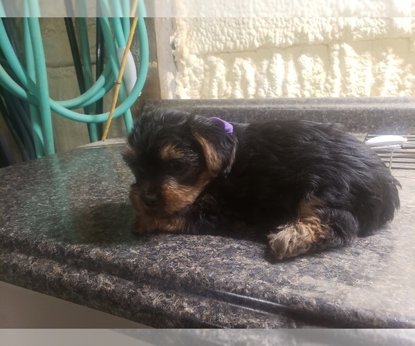 Medium Photo #1 Yorkshire Terrier Puppy For Sale in MOUNTAIN GROVE, MO, USA