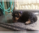 Small Photo #1 Yorkshire Terrier Puppy For Sale in MOUNTAIN GROVE, MO, USA