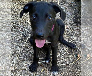 Labrador Retriever Dogs for adoption in Claremore, OK, USA