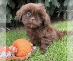 Luke - Male Shih Tzu Puppy for Sale - Photo #3