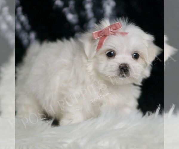 Medium Photo #4 Maltese Puppy For Sale in WARSAW, IN, USA