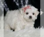 Small #3 Maltese