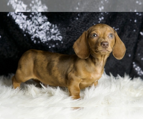 Medium Photo #6 Dachshund Puppy For Sale in WARSAW, IN, USA