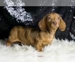 Small #5 Dachshund