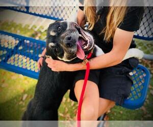 Mutt Dogs for adoption in Orlando, FL, USA