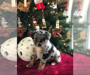 Australian Shepherd Puppy for sale in INDIANAPOLIS, IN, USA