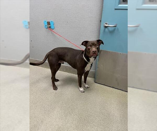 Medium Photo #1 American Pit Bull Terrier-Unknown Mix Puppy For Sale in Las Vegas, NV, USA