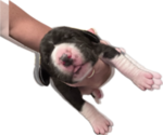 Small #1 Great Dane