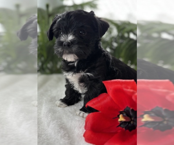 Medium Photo #8 Morkie Puppy For Sale in ROCK STREAM, NY, USA