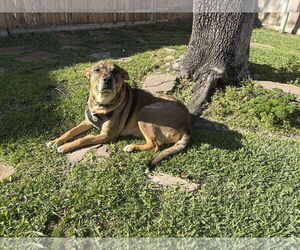 Rosie-Posie - Female Labrador Retriever-Unknown Mix Dog for Adoption - Photo #5