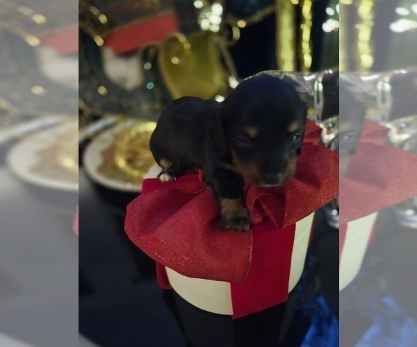 Medium Photo #6 Dachshund Puppy For Sale in SAINT CLOUD, FL, USA