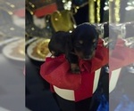 Small #5 Dachshund