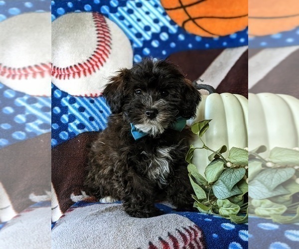 Medium Photo #1 Lhasa-Poo Puppy For Sale in LINCOLN UNIVERSITY, PA, USA