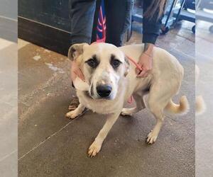 Anatolian Shepherd-Unknown Mix Dogs for adoption in Oklahoma City, OK, USA