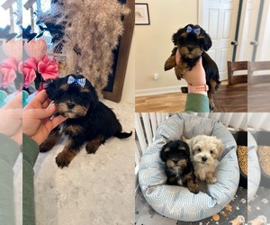 Mal-Shi-Poodle (Miniature) Mix Puppy for sale in GREENVILLE, MI, USA
