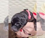 Puppy Puppy 5 Doberman Pinscher