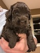 Small Photo #13 Miniature Labradoodle Puppy For Sale in CLAY, PA, USA