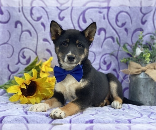 Medium Photo #3 Shiba Inu Puppy For Sale in LANCASTER, PA, USA