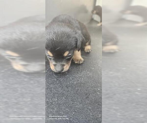 Medium Photo #1 Mutt Puppy For Sale in San Antonio, TX, USA