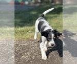 Small #5 Miniature Bernedoodle