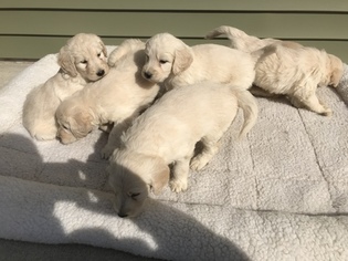 Goldendoodle Puppy for sale in SHEPHERD, MI, USA
