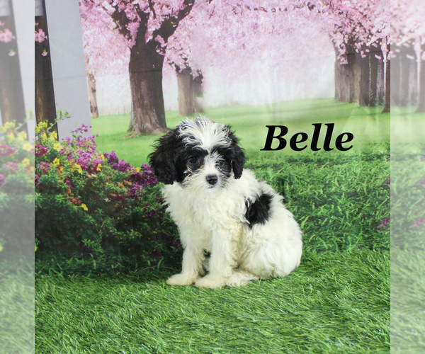Medium Photo #21 Cavapoo Puppy For Sale in CHANUTE, KS, USA