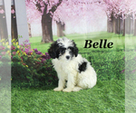 Small #20 Cavapoo