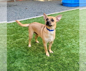 Chihuahua-Unknown Mix Dogs for adoption in Moreno Valley, CA, USA