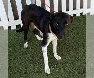 Border Collie-Unknown Mix Dogs for adoption in Modesto, CA, USA