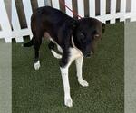 Small Border Collie Mix