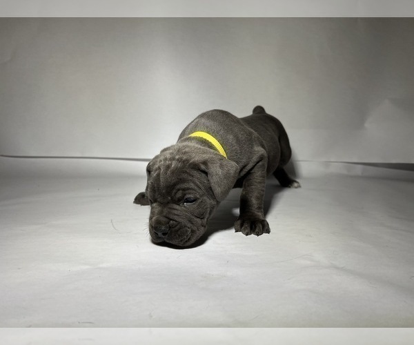 Medium Photo #7 Cane Corso Puppy For Sale in NARVON, PA, USA