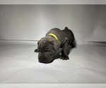 Small Photo #7 Cane Corso Puppy For Sale in NARVON, PA, USA