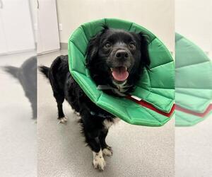 Cocker Spaniel-Unknown Mix Dogs for adoption in San Francisco, CA, USA
