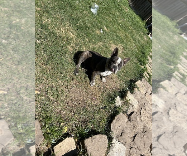 Medium Photo #7 American Bully Puppy For Sale in HOUSTON, TX, USA