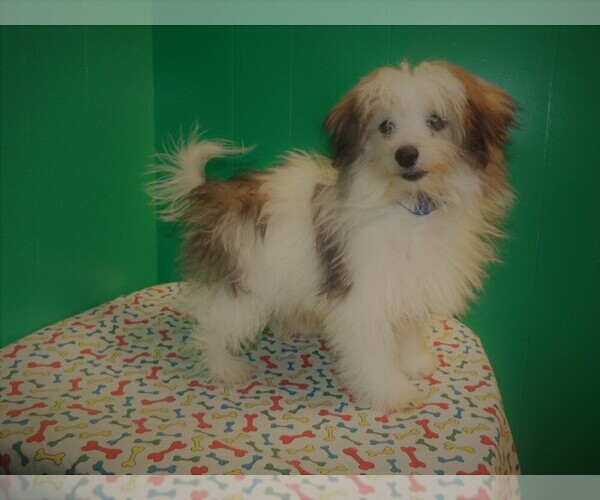 Medium Photo #4 Maltipom Puppy For Sale in PATERSON, NJ, USA