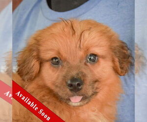 Australian Shepherd-Unknown Mix Dogs for adoption in Huntley, IL, USA