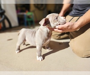 American Bully Puppy for sale in CANON CITY, CO, USA