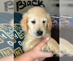 Puppy Max English Cream Golden Retriever-Goldendoodle Mix