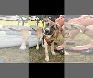 Mutt Dogs for adoption in NYC, NY, USA