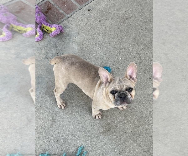 Medium Photo #6 French Bulldog Puppy For Sale in POMONA, CA, USA