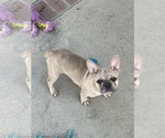 Small #5 French Bulldog