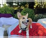 Small #2 Pembroke Welsh Corgi
