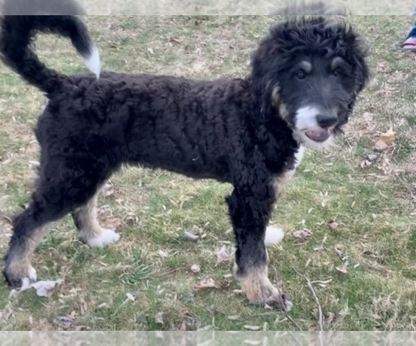 Medium Photo #1 Bernedoodle-Labradoodle Mix Puppy For Sale in MILFORD, NJ, USA